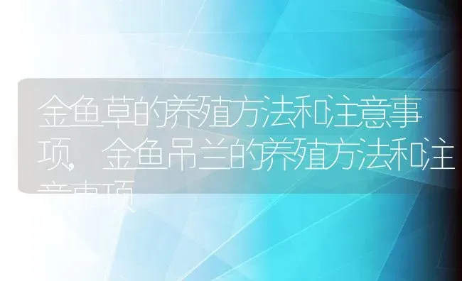 金鱼草的养殖方法和注意事项,金鱼吊兰的养殖方法和注意事项 | 宠物百科知识