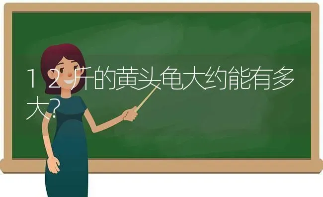 12斤的黄头龟大约能有多大？ | 动物养殖问答