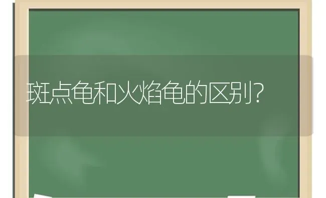 斑点龟和火焰龟的区别？ | 动物养殖问答