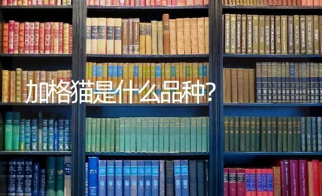 小鹿犬为什么怕冷？我第一次养小鹿犬没经验麻烦哪位给指点下？ | 动物养殖问答