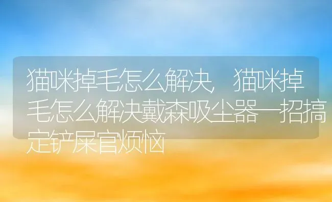 猫咪掉毛怎么解决,猫咪掉毛怎么解决戴森吸尘器一招搞定铲屎官烦恼 | 宠物百科知识