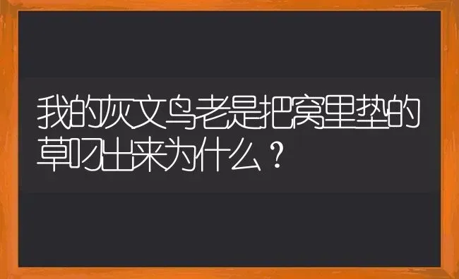 我的灰文鸟老是把窝里垫的草叼出来为什么？ | 动物养殖问答