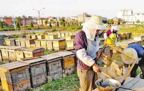 养蜂赚钱吗？养蜂前景及市场价格行情分析