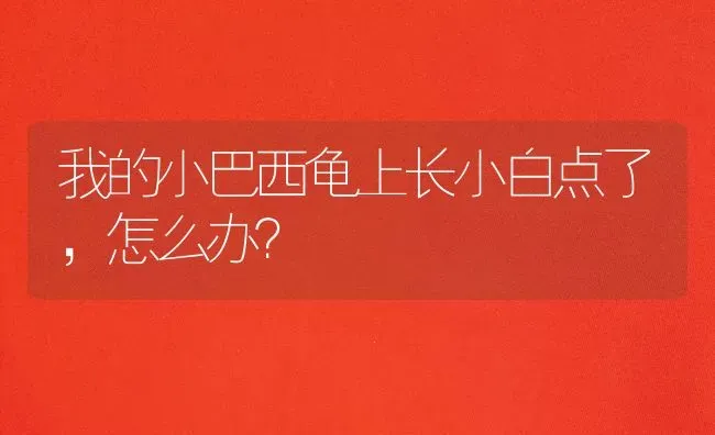 我的小巴西龟上长小白点了，怎么办？ | 动物养殖问答