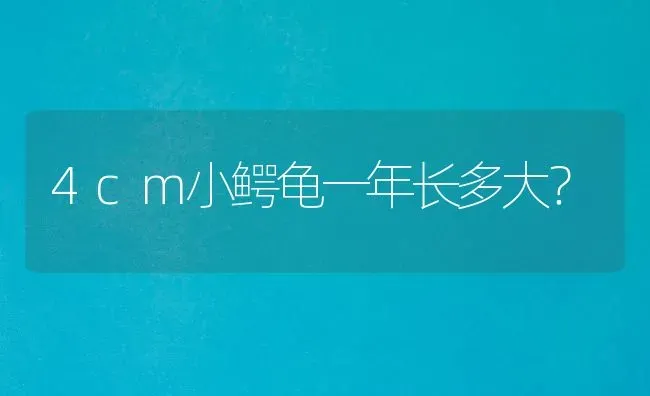 兔子要怎么养才能健康？要经常放它出来运动吗？可以放它到草地上玩吗？ | 动物养殖问答