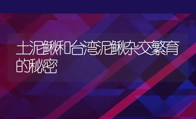 土泥鳅和台湾泥鳅杂交繁育的秘密 | 动物养殖百科