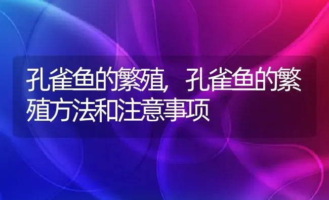 孔雀鱼的繁殖,孔雀鱼的繁殖方法和注意事项 | 宠物百科知识