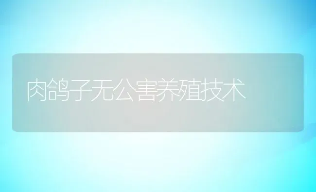 肉鸽子无公害养殖技术 | 家畜养殖技术