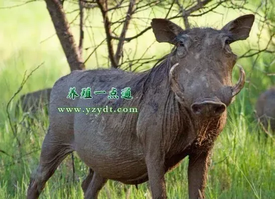 野猪的品种分布和生理特性