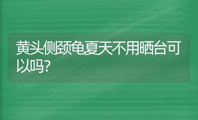 黄头侧颈龟夏天不用晒台可以吗？ | 动物养殖问答