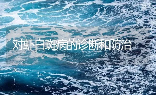 对虾白斑病的诊断和防治 | 海水养殖技术