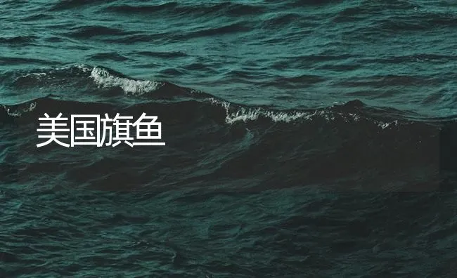 美国旗鱼 | 海水养殖技术