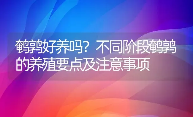 鹌鹑好养吗？不同阶段鹌鹑的养殖要点及注意事项 | 动物养殖百科