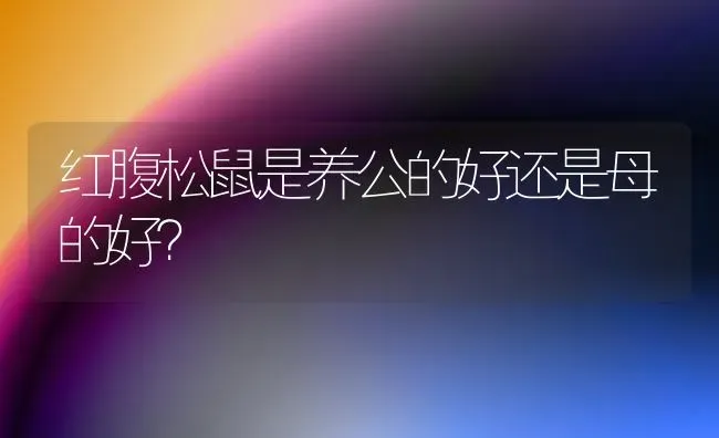 红腹松鼠是养公的好还是母的好？ | 动物养殖问答