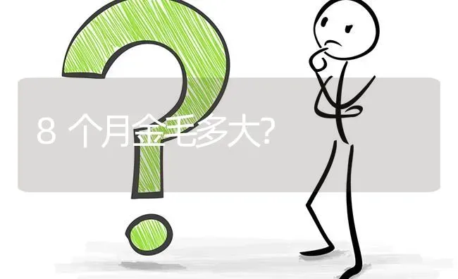 8个月金毛多大？ | 动物养殖问答