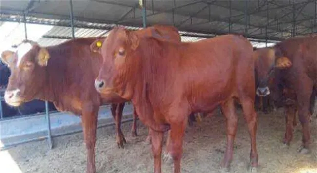 提高肉牛采食量的方法