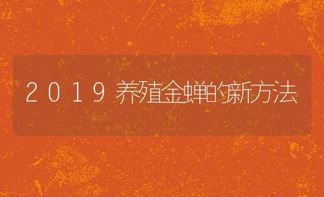 2019养殖金蝉的新方法 | 动物养殖百科