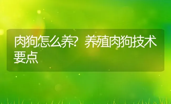 肉狗怎么养?养殖肉狗技术要点 | 动物养殖百科