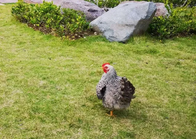 芦花鸡的特点？怎么养殖？