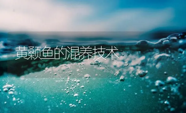 黄颡鱼的混养技术 | 海水养殖技术