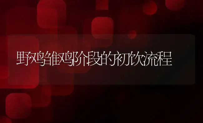 野鸡雏鸡阶段的初饮流程 | 动物养殖百科