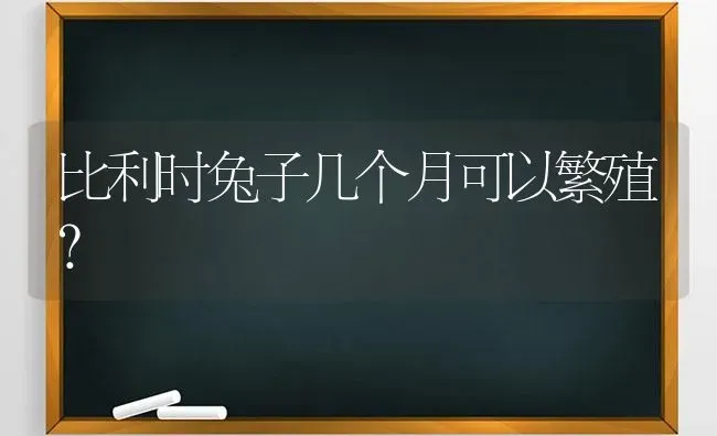 比利时兔子几个月可以繁殖？ | 动物养殖问答