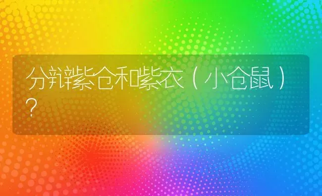 分辩紫仓和紫衣（小仓鼠）？ | 动物养殖问答