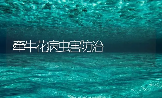 牵牛花病虫害防治 | 海水养殖技术