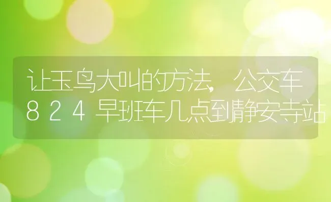 让玉鸟大叫的方法,公交车824早班车几点到静安寺站 | 宠物百科知识