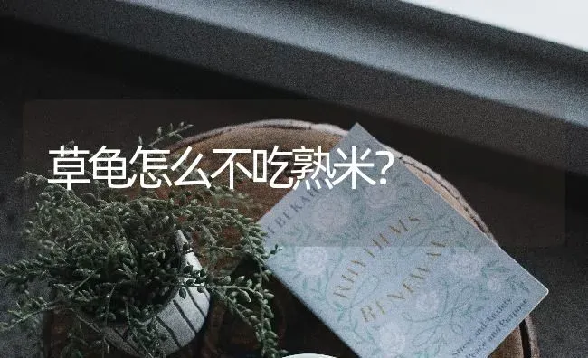 我的迷你雪纳瑞三个月了可以带出去吗？ | 动物养殖问答