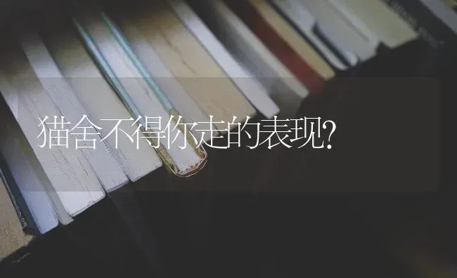 猫舍不得你走的表现？ | 动物养殖问答