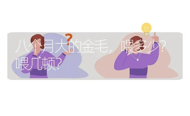 八个月大的金毛，喂多少?喂几顿？ | 动物养殖问答