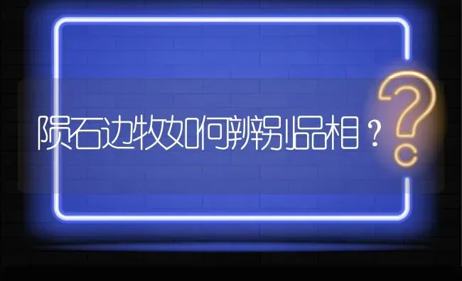 陨石边牧如何辨别品相？ | 动物养殖问答