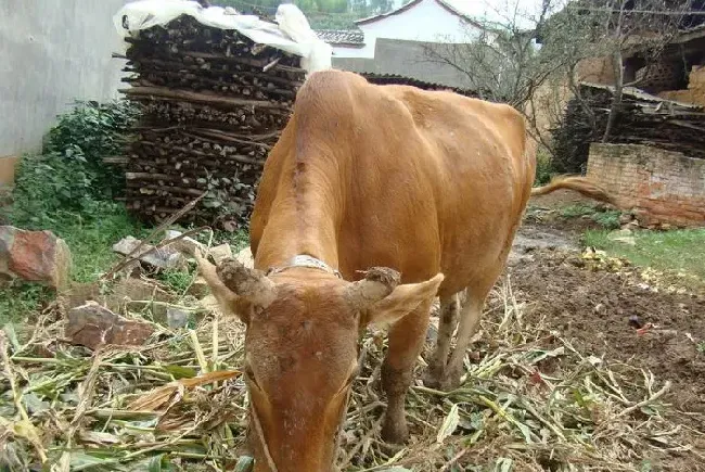 肉牛饲养场的建造及肉牛饲养方法