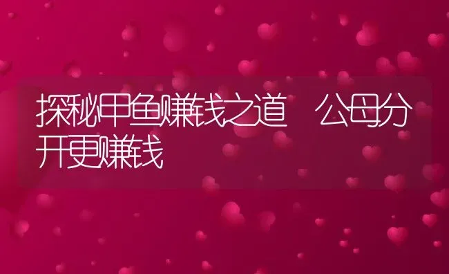 探秘甲鱼赚钱之道 公母分开更赚钱 | 动物养殖百科