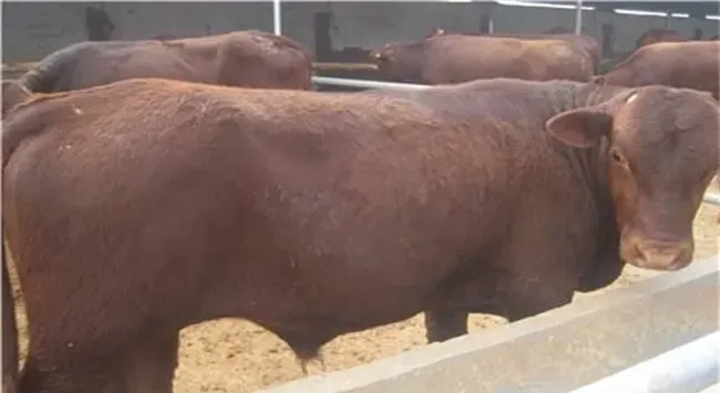 提高肉牛采食量的方法