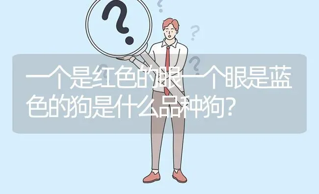 一个是红色的眼一个眼是蓝色的狗是什么品种狗？ | 动物养殖问答