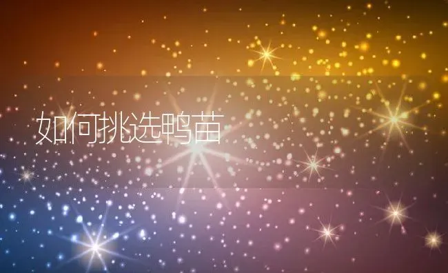 如何挑选鸭苗 | 动物养殖百科