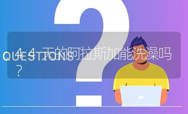 44天的阿拉斯加能洗澡吗？ | 动物养殖问答