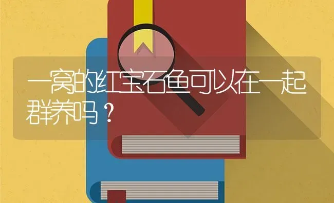 一窝的红宝石鱼可以在一起群养吗？ | 鱼类宠物饲养