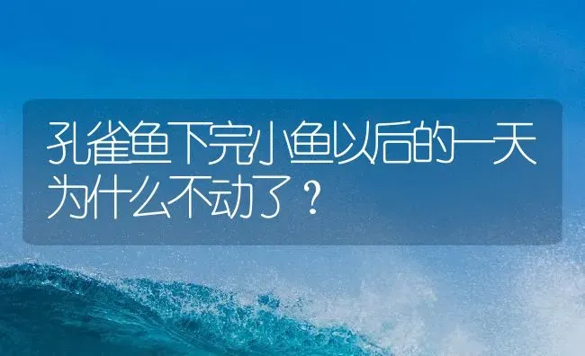 孔雀鱼下完小鱼以后的一天为什么不动了？ | 鱼类宠物饲养