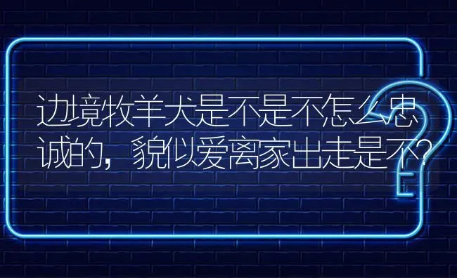 边境牧羊犬是不是不怎么忠诚的，貌似爱离家出走是不？ | 动物养殖问答