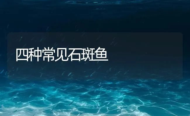 四种常见石斑鱼 | 海水养殖技术