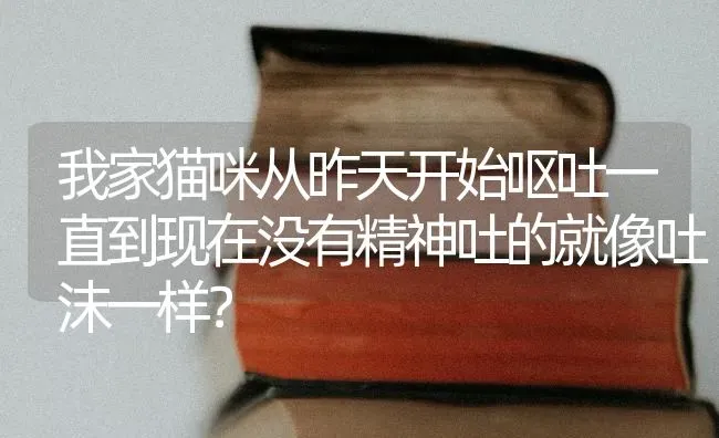 我家猫咪从昨天开始呕吐一直到现在没有精神吐的就像吐沫一样？ | 动物养殖问答