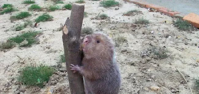 野生竹鼠该如何驯养