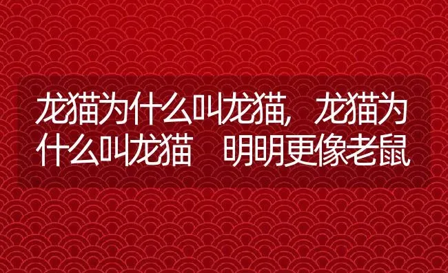 龙猫为什么叫龙猫,龙猫为什么叫龙猫 明明更像老鼠 | 宠物百科知识