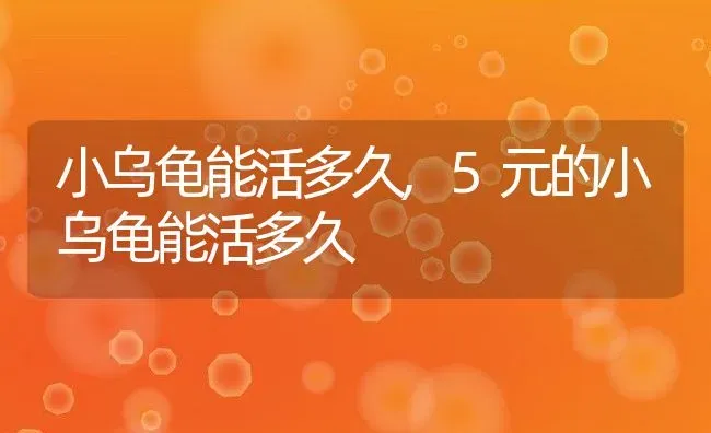 小乌龟能活多久,5元的小乌龟能活多久 | 宠物百科知识