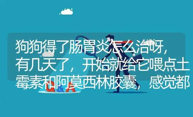 狗狗得了肠胃炎怎么治呀，有几天了，开始就给它喂点土霉素和阿莫西林胶囊，感觉都没有什么效果？ | 动物养殖问答