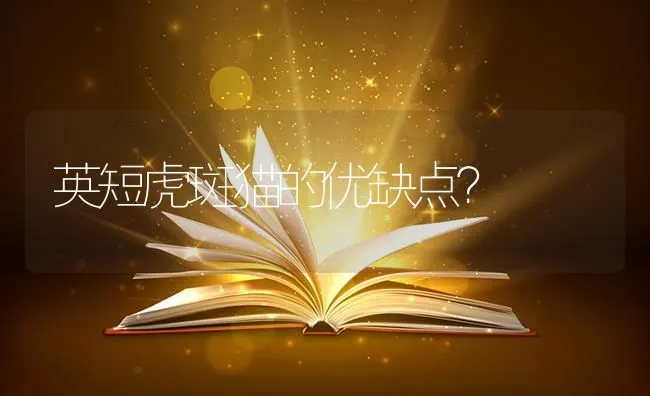 英短虎斑猫的优缺点？ | 动物养殖问答