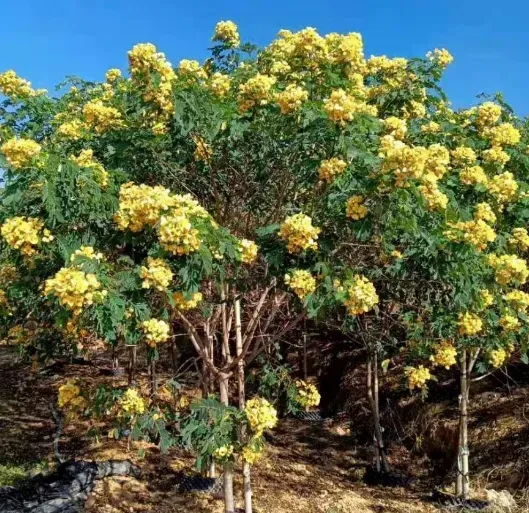 黄花槐苗木繁殖方法